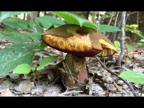 Видео: Лес порадовал грибами! Стоит ли сушить дубовики - однозначно да!