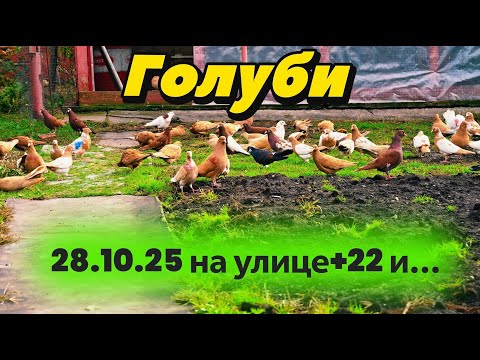 Видео: Голуби 28.10.25. и...