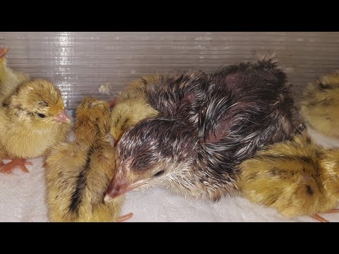 Видео: Как и почему я продала индюков...
Вывелись ли индюшата?