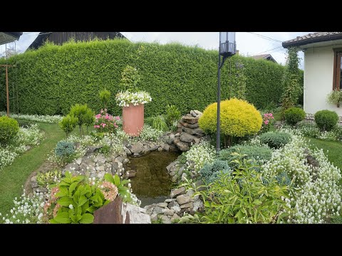 Видео: Наш ДЕКОРАТИВНИЙ СТАВОК! ОКРАСА, РОЗКІШ ЧИ ЗАЙВИЙ КЛОПІТ?