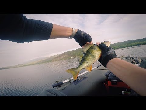 Видео: Рыбалка в Сибири.  ДОСТОЙНЫЕ ОКУНЯ ЧИВЫРКУЯ!!!