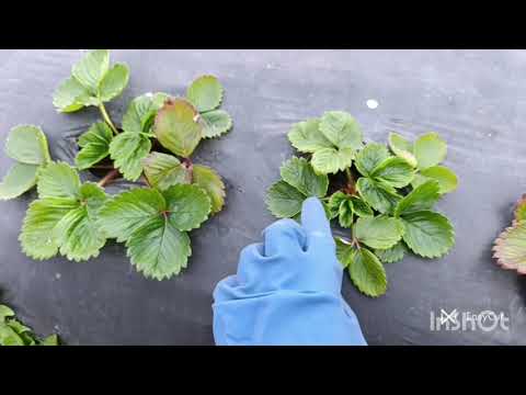 Видео: Коли потрібно садити полуницю?!