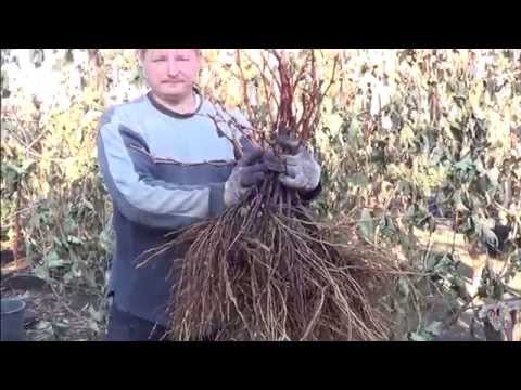 Видео: САЖЕНЦЫ Винограда. ВЫКОПКА