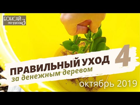 Видео: Денежное дерево | Толстянка | Крассула. Уход в домашних условиях: подготовка к зиме | Октябрь 2019