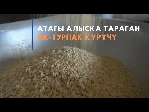 Видео: Атагы алыска тараган Ак-Турпак күрүчү