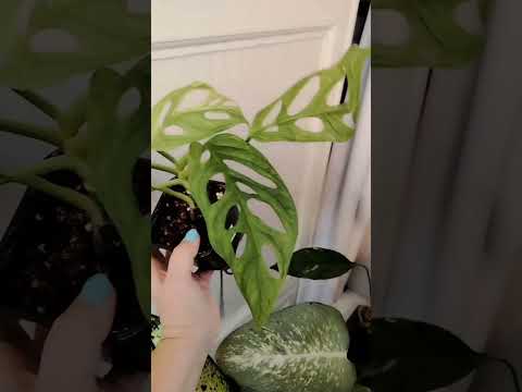 Видео: Излишки растений от 29.10.2025г. 