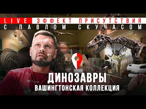 Видео: Павел Скучас и динозавры Вашингтонского музея #Эффект_присутствия @PaleoLab