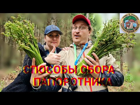 Видео: СПОСОБЫ СБОРА ПАПОРОТНИКА по ГОСТу транспортировка, хранение