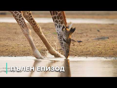 Видео: Кръв, пот и оцеляване: Битката за вода и храна в Замбия | Разкази от Замбия 102