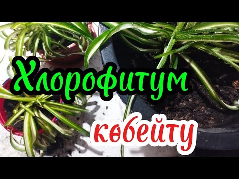 Видео: Хлорофитум гүлін көбейту.#өсіру #үйдің #үй #күтім #комнатныерастения #гулдер