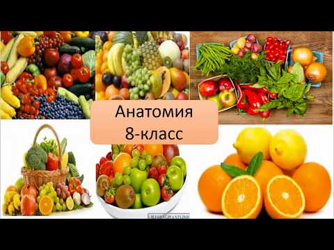 Видео: Зат жана энергия алмашуу .Шерматова Гулайым Кубанычбековна.