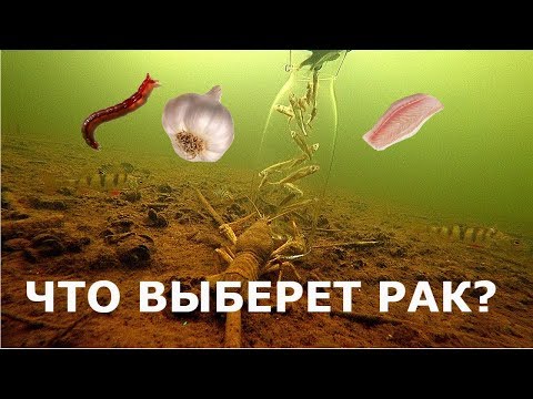 Видео: Раки Зимой, подлёдная съёмка.