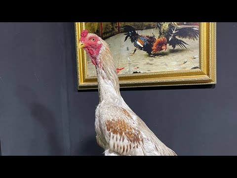 Видео: АССАЛОМУ АЛЛЕКУМ ХАММАГА ПАРВОЗЛАР УЧУН ЯНГИЛИК ЙОХСА ЛАЙК БОСИБ КЕТИЛАР. 