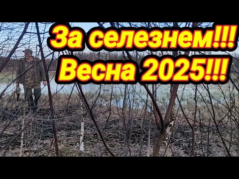 Видео: Охота с подсадной уткой!!! Выстрелы в кадре.
