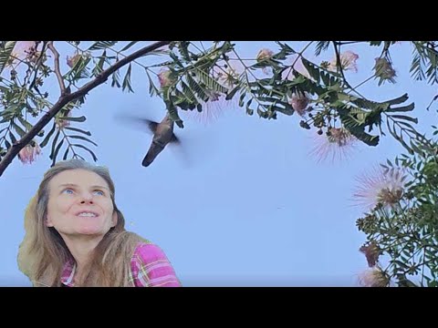 Видео: Калибри в гостях!  Изменила стрижку чуток. Спасаем фрукты от белок и птиц. Обзор фруктобых деревьев🍏