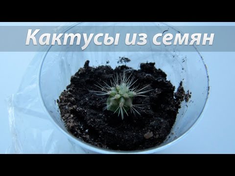 Видео: Выращивание кактусов из семян