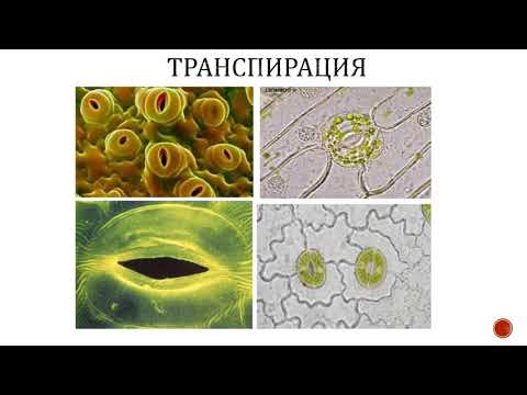 Видео: Экология растений