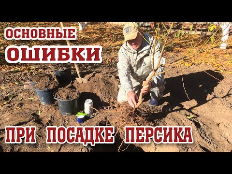 Видео: КОГДА и КАК  правильно ПОСАДИТЬ ПЕРСИК!!!