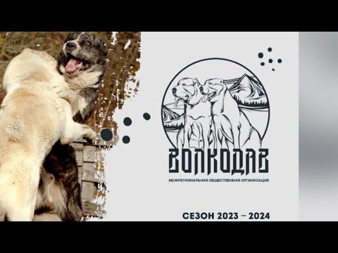 Видео: Кубок Волкодава… Родословное Отечественных  Волкодавов...