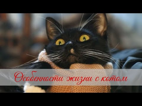 Видео: Особенности жизни с котом, которые надо знать даже опытным котоводам  Features of life with a cat