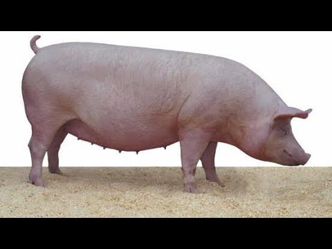 Видео: Правила відбору свинки на свиноматку