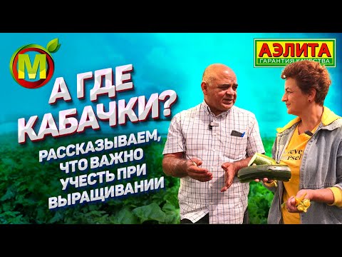 Видео: ПОЧЕМУ КАБАЧКИ НЕ РАСТУТ? Тонкости выращивания кабачков.