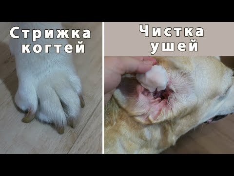 Видео: Стрижка когтей и чистка ушей у лабрадора. Адские процедуры.