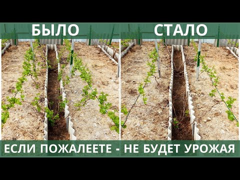 Видео: Нормировка винограда побегами! Правильно формируем куст для хорошего урожая