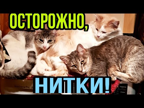 Видео: Немного вне темы канала.   О питомцах и проишествии.