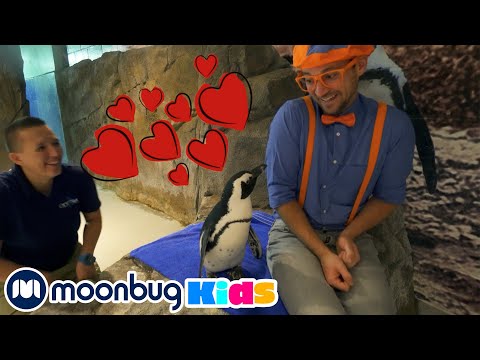 Видео: Блиппи идет в океанариум | @Блиппи на русском - Blippi | Блиппи