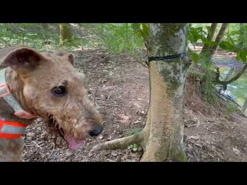 Видео: Как поймать кабана в ловушку