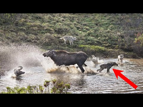 Видео: Лосиха не могла спасти лосенка от свирепых волков, но дальше произошло нечто необъяснимое