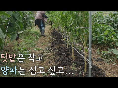 Видео: [Oct-1] Ловим жуков каждый день #naturalvegetablegardeningvlog