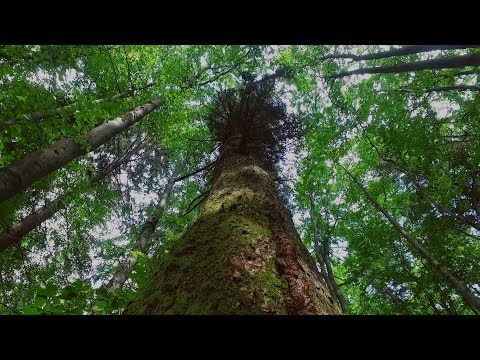 Видео: Праліси і старовікові ліси  Карпатського регіону