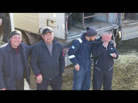 Видео: 02.02.2025.Сынтас елді мекені Жамбыл атындағы  мектеп бітірген 1987 жылғы түлектердің  көкпары