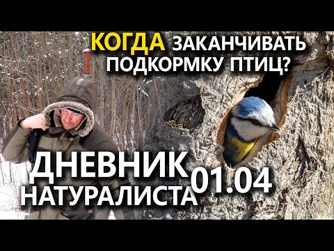 Видео: Когда заканчивать подкормку? Дневник натуралиста. 01.04.23