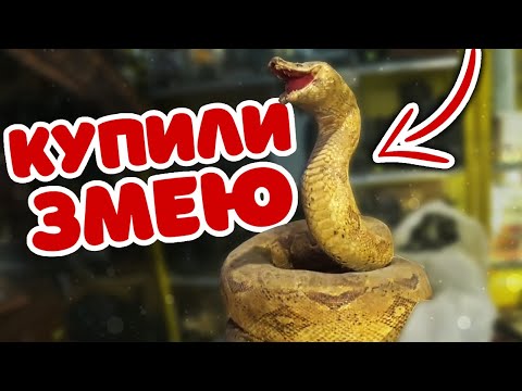 Видео: ЧУЧЕЛО ЗМЕИ ПОПАЛОСЬ | РАЗБОР ОГЛОБЕЛЬНОГО ПРИНОСА