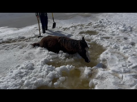 Видео: СПАСЛИ ЖИЗНЬ ЛОШАДИ! РЫБАЛКА НА МАЛЕНЬКОЙ СТАРИЦЕ! УСПЕШНОЕ ЗАКРЫТИЕ СЕЗОНА 2024-25!!