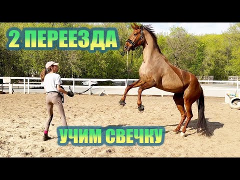 Видео: 2 ПЕРЕЕЗДА | УЧИМ СВЕЧКУ | ПОБРИЛА ЛОШАДЬ