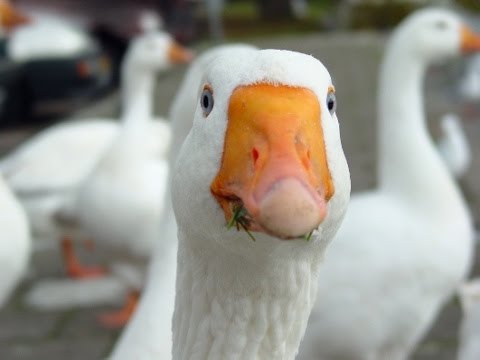 Видео: Гуси. Условия содержания гусей зимой в домашних условиях в теплице. Гуси, выгодно или нет.