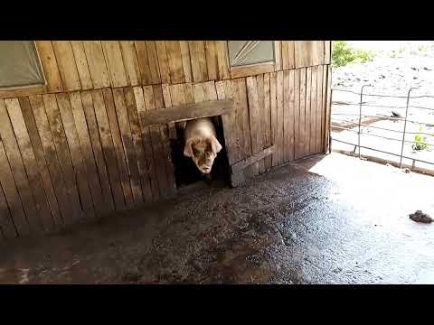 Видео: Отравление у поросят, разбираемся в причинах. Завалил свиноматку, сколько 🍖?