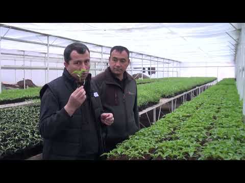 Видео: Гармхонаи замонавӣ бо технологияи муосир дар ш.Турсунзода +992901665035 Муродҷон