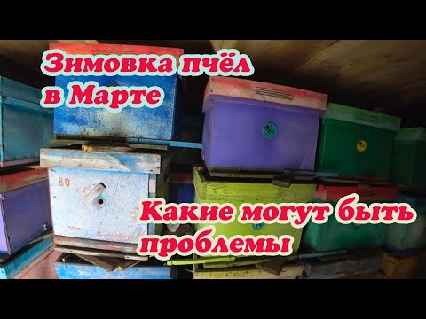 Видео: ЗИМОВКА ПЧЁЛ В МАРТЕ МЕСЯЦЕ В ОМШАННИКЕ, ЧТО НУЖНО СДЕЛАТЬ МНЕ