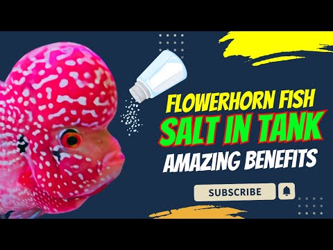 Видео: Удивительные преимущества добавления соли в аквариум с флауэрхорнами || Здоровый флауэрхорн || Bl...