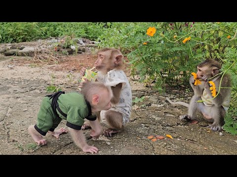 Видео: Обезьяна Ламбо и Наху злятся друг на друга из-за появления обезьяны Би.
