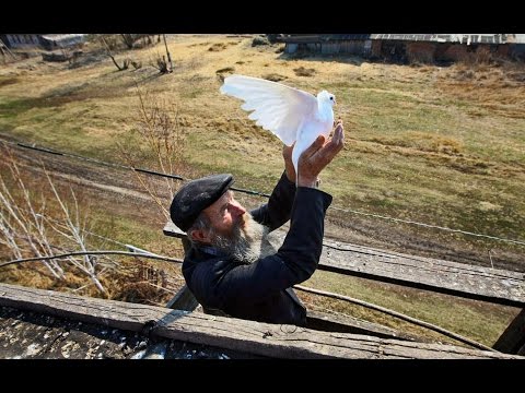 Видео: Голуби мои и голубятни. Как устроена голубятня. деревня Потеряевка - 2013