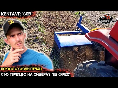 Видео: Сію гірчицю на сидерат під фрезу. Мототрактор в роботі з фрезою. Сходи гірчиці.