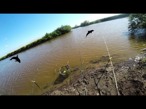 Видео: В тех местах давно не было людей. Дикая Сибирь с реками полными рыбы.