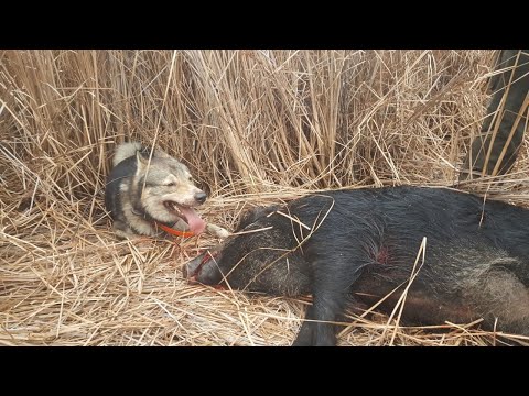 Видео: Камыши. Камыши. Камыши. Охота на кабана в сложных условиях.