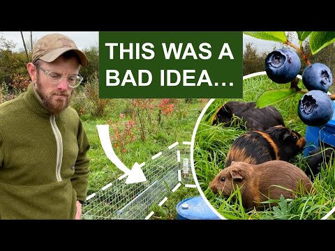Видео: Могут ли 100+ морских свинок ДЕЙСТВИТЕЛЬНО скосить наш черничный сад площадью в пол-акра?